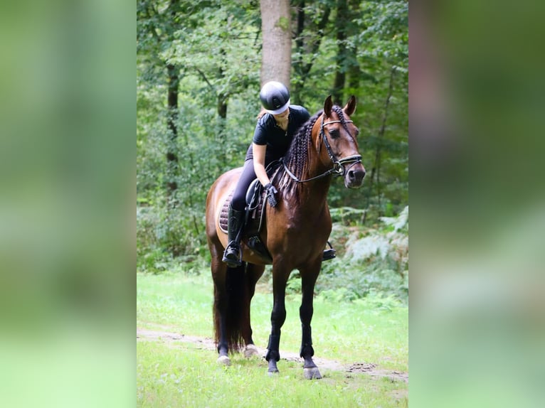 PRE Caballo castrado 9 años 164 cm Castaño in Sm