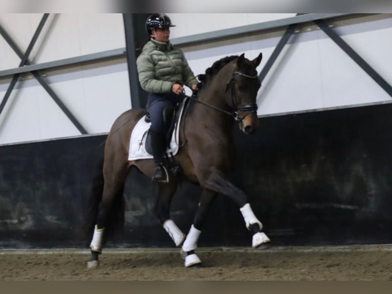 PRE Caballo castrado 9 años 164 cm Castaño in Sm