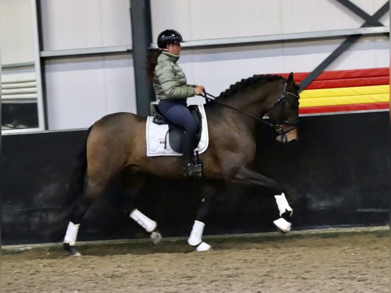 PRE Caballo castrado 9 años 164 cm Castaño in Sm