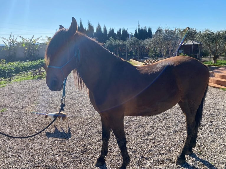 PRE Caballo castrado 9 años 164 cm Castaño in Bunyola