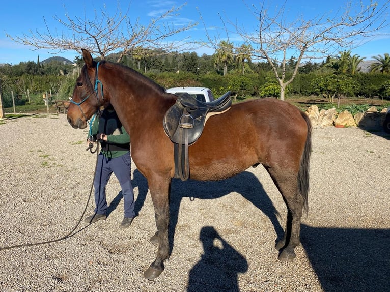 PRE Caballo castrado 9 años 164 cm Castaño in Bunyola