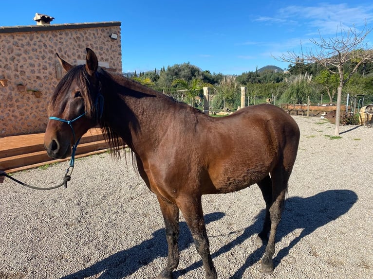 PRE Caballo castrado 9 años 164 cm Castaño in Bunyola