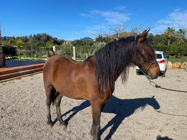 PRE Caballo castrado 9 años 164 cm Castaño in Bunyola