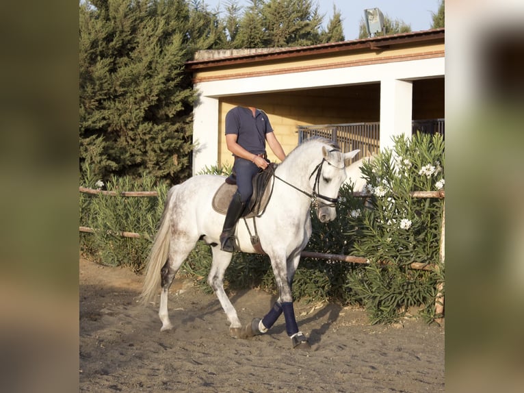 PRE Mestizo Caballo castrado 9 años 164 cm Tordo in SEVILLE