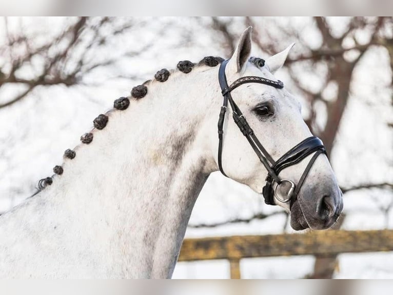 PRE Mestizo Caballo castrado 9 años 164 cm Tordo in Grebenhain