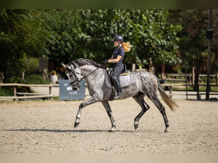 PRE Mestizo Caballo castrado 9 años 164 cm Tordo in Grebenhain