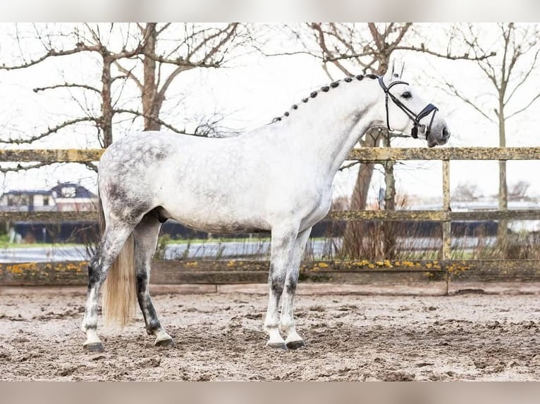 PRE Mestizo Caballo castrado 9 años 164 cm Tordo in Grebenhain