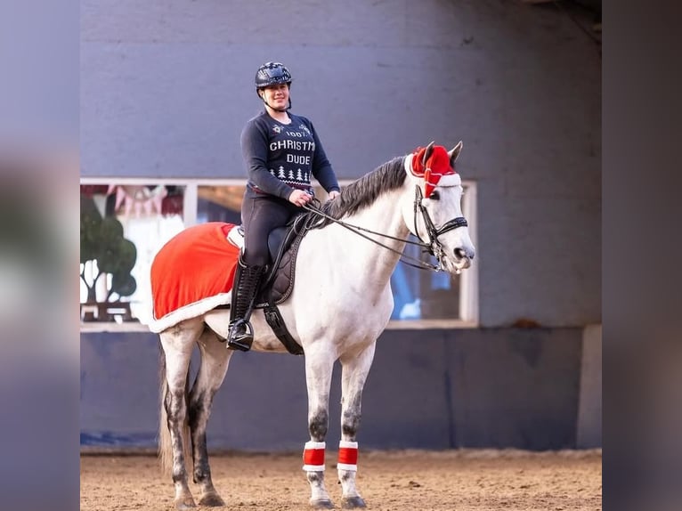 PRE Mestizo Caballo castrado 9 años 164 cm Tordo in Grebenhain