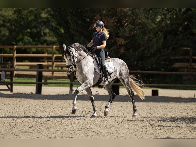 PRE Mestizo Caballo castrado 9 años 164 cm Tordo in Grebenhain