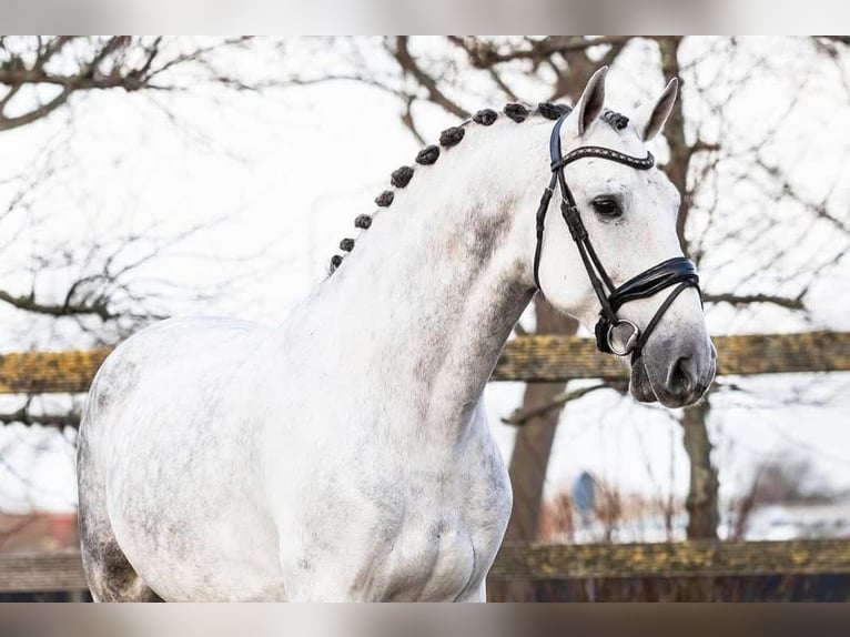 PRE Mestizo Caballo castrado 9 años 164 cm Tordo in Grebenhain