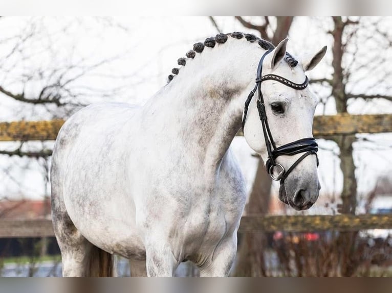 PRE Mestizo Caballo castrado 9 años 164 cm Tordo in Grebenhain