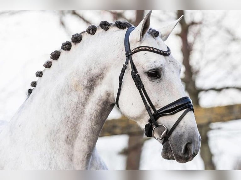 PRE Mestizo Caballo castrado 9 años 164 cm Tordo in Grebenhain