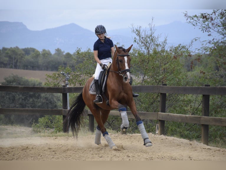 PRE Mestizo Caballo castrado 9 años 165 cm Castaño in Rafelguaraf