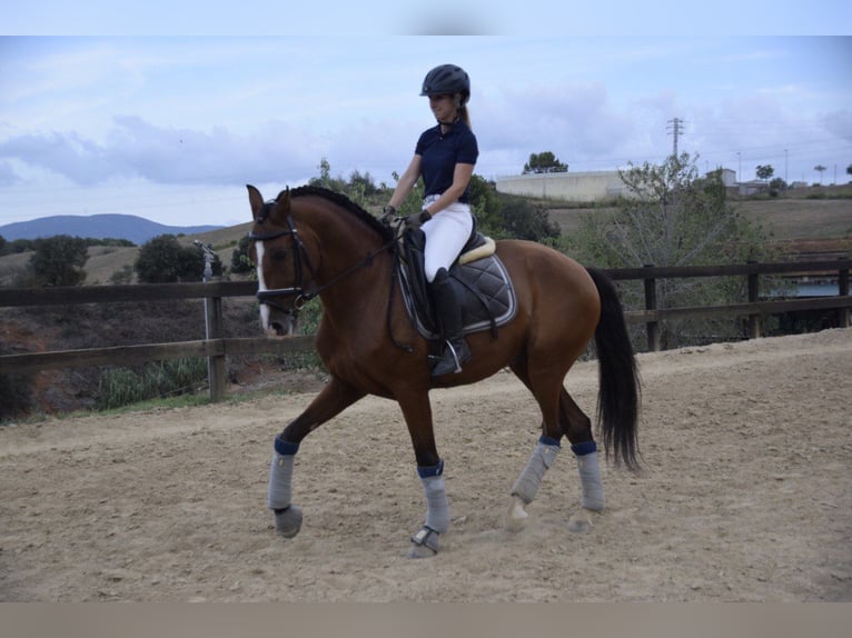 PRE Mestizo Caballo castrado 9 años 165 cm Castaño in Rafelguaraf