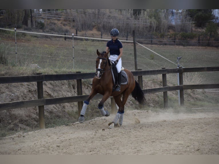 PRE Mestizo Caballo castrado 9 años 165 cm Castaño in Rafelguaraf