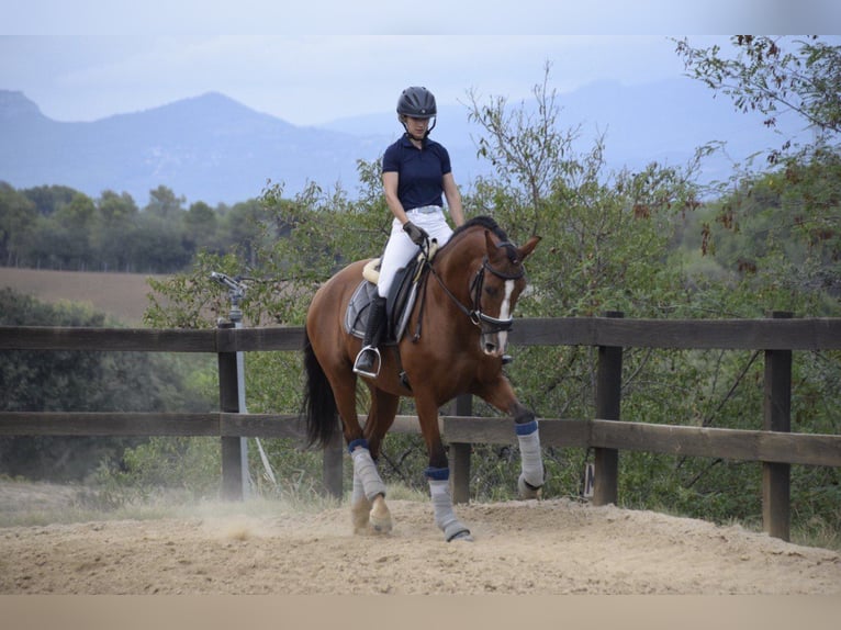 PRE Mestizo Caballo castrado 9 años 165 cm Castaño in Rafelguaraf