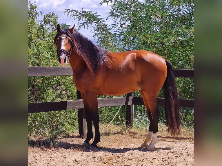 PRE Mestizo Caballo castrado 9 años 165 cm Castaño in Rafelguaraf