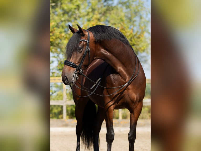 PRE Mestizo Caballo castrado 9 años 165 cm Castaño in Sm