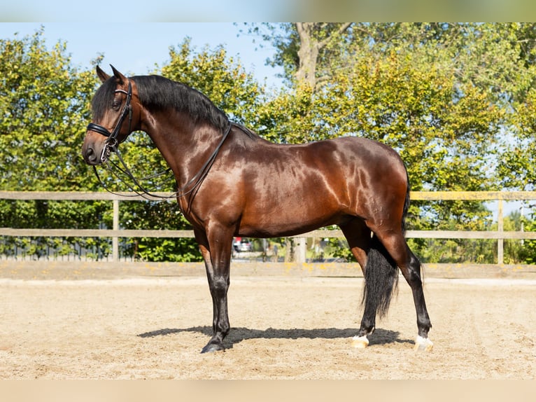 PRE Mestizo Caballo castrado 9 años 165 cm Castaño in Sm