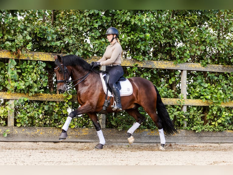 PRE Mestizo Caballo castrado 9 años 165 cm Castaño in Sm