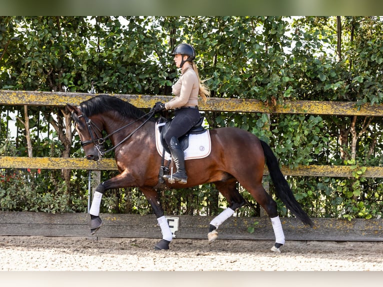 PRE Mestizo Caballo castrado 9 años 165 cm Castaño in Sm