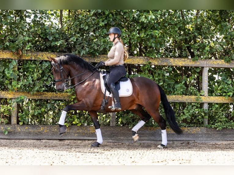 PRE Mestizo Caballo castrado 9 años 165 cm Castaño in Sm