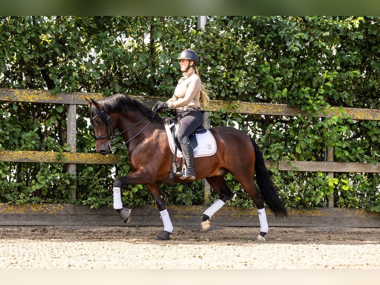 PRE Mestizo Caballo castrado 9 años 165 cm Castaño in Sm