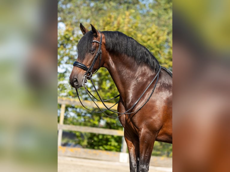 PRE Mestizo Caballo castrado 9 años 165 cm Castaño in Sm