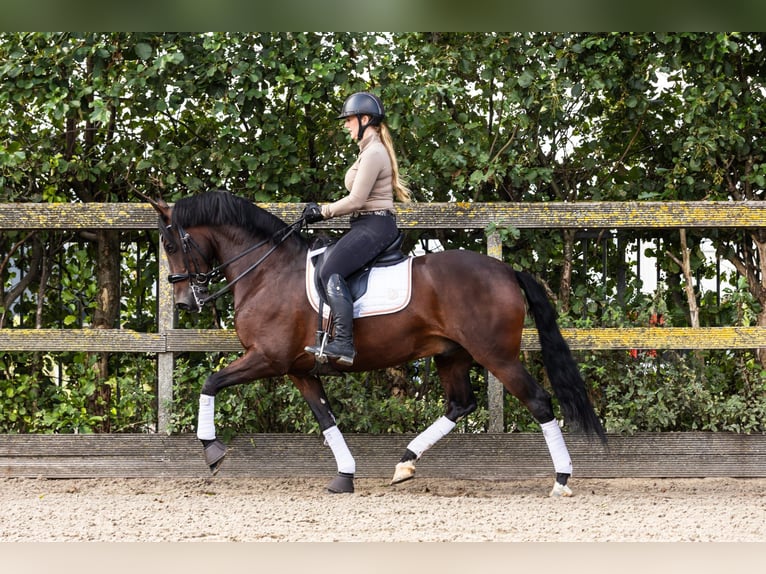 PRE Mestizo Caballo castrado 9 años 165 cm Castaño in Sm