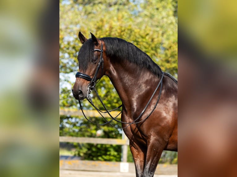 PRE Mestizo Caballo castrado 9 años 165 cm Castaño in Sm