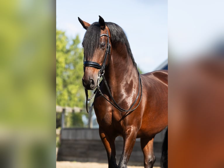 PRE Mestizo Caballo castrado 9 años 165 cm Castaño in Sm