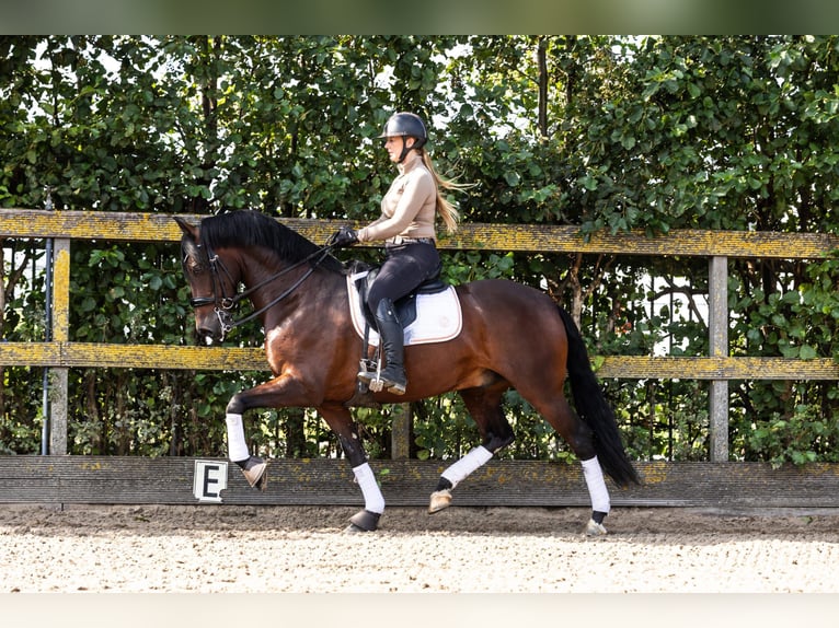 PRE Mestizo Caballo castrado 9 años 165 cm Castaño in Sm