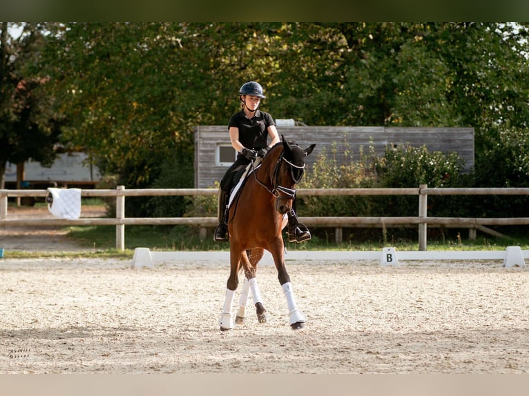 PRE Mestizo Caballo castrado 9 años 165 cm Castaño in sardieu