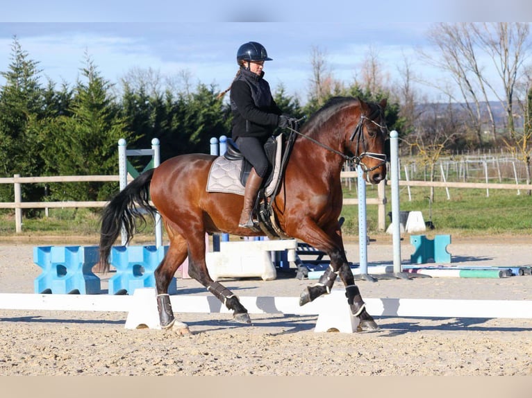 PRE Mestizo Caballo castrado 9 años 165 cm Castaño in sardieu