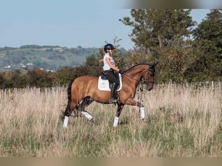 PRE Mestizo Caballo castrado 9 años 165 cm Castaño in Voiron