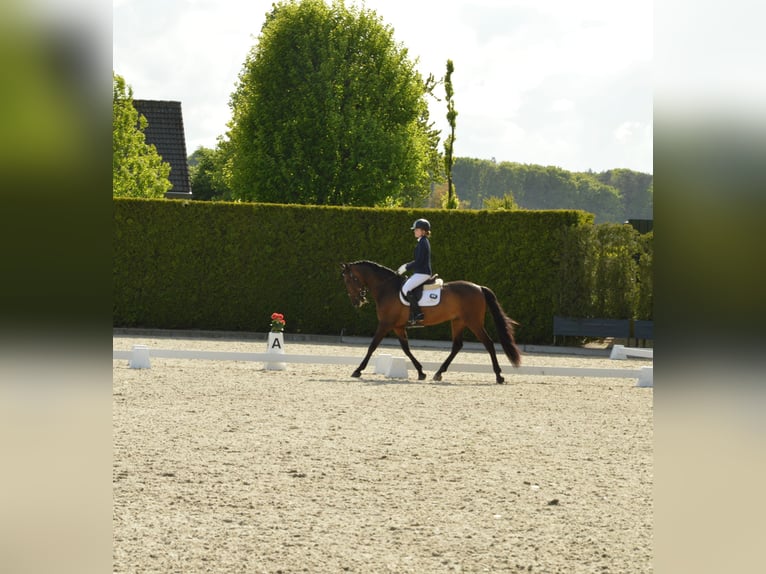 PRE Caballo castrado 9 años 165 cm Castaño in Knegsel