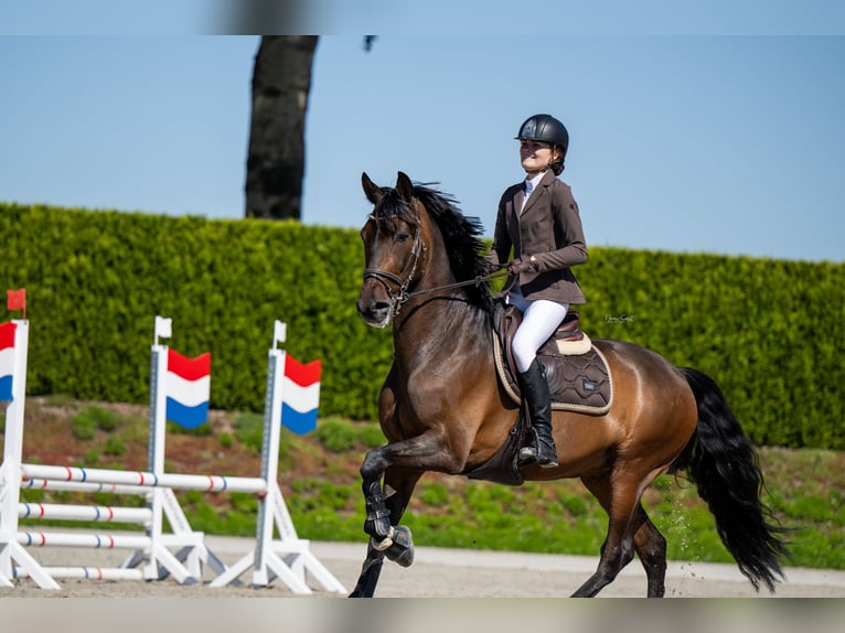 PRE Caballo castrado 9 años 165 cm Castaño in Knegsel