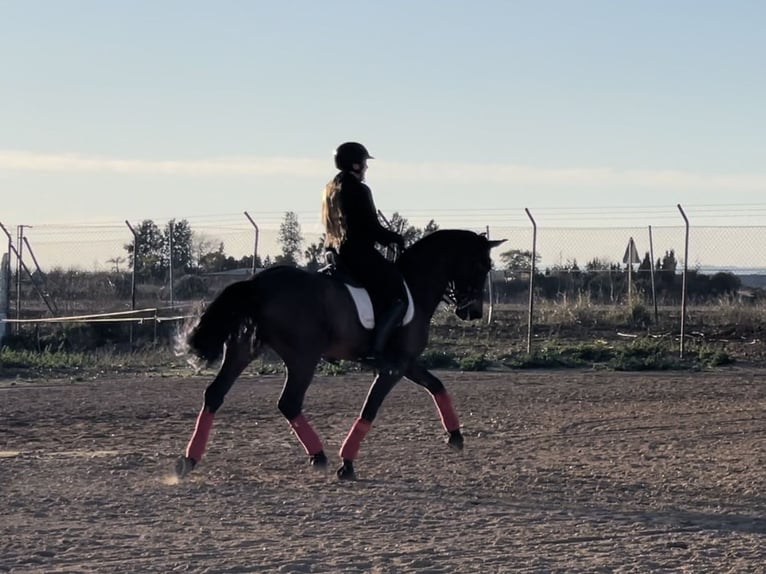 PRE Mestizo Caballo castrado 9 años 165 cm Castaño oscuro in Bobadilla (Estacion)