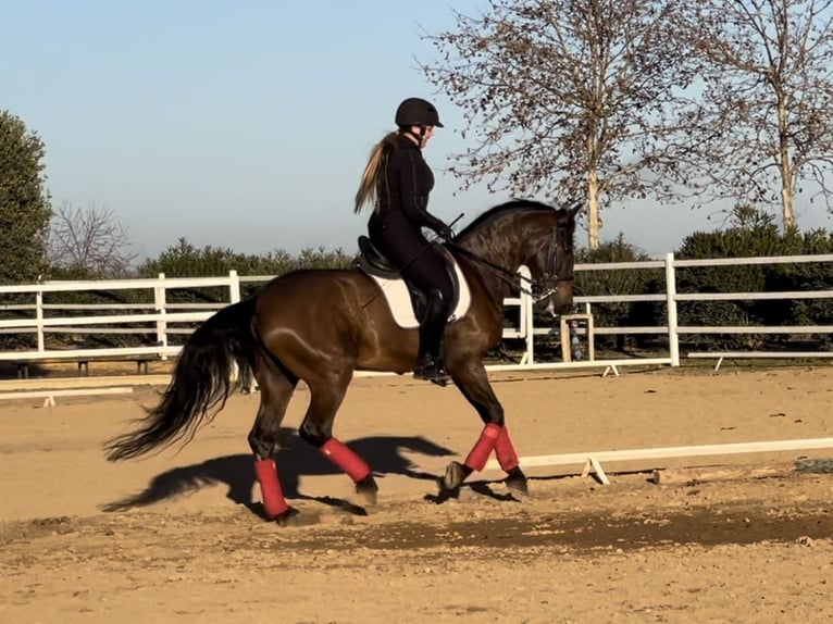 PRE Mestizo Caballo castrado 9 años 165 cm Castaño oscuro in Bobadilla (Estacion)