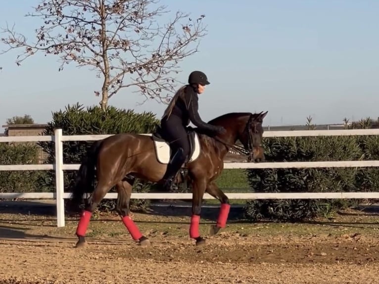 PRE Mestizo Caballo castrado 9 años 165 cm Castaño oscuro in Bobadilla (Estacion)