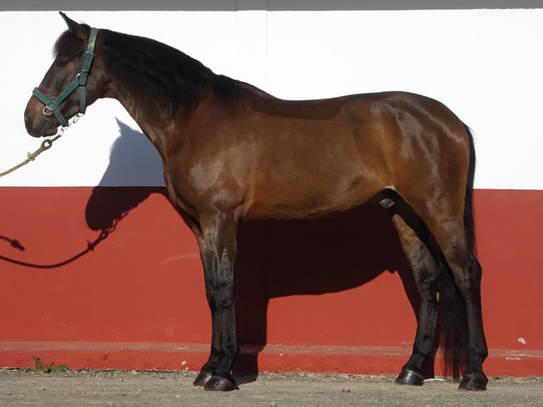 PRE Mestizo Caballo castrado 9 años 165 cm Castaño oscuro in Bobadilla (Estacion)