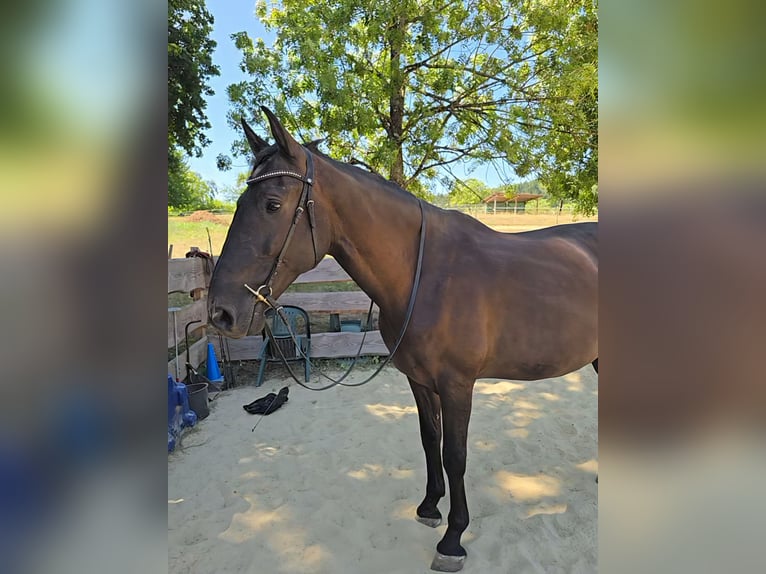 PRE Caballo castrado 9 años 165 cm Morcillo in Schriesheim