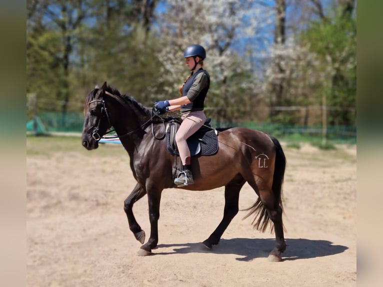 PRE Caballo castrado 9 años 165 cm Morcillo in Schriesheim