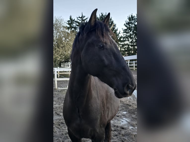 PRE Caballo castrado 9 años 165 cm Morcillo in Schriesheim