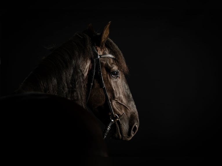 PRE Caballo castrado 9 años 165 cm Morcillo in Schriesheim