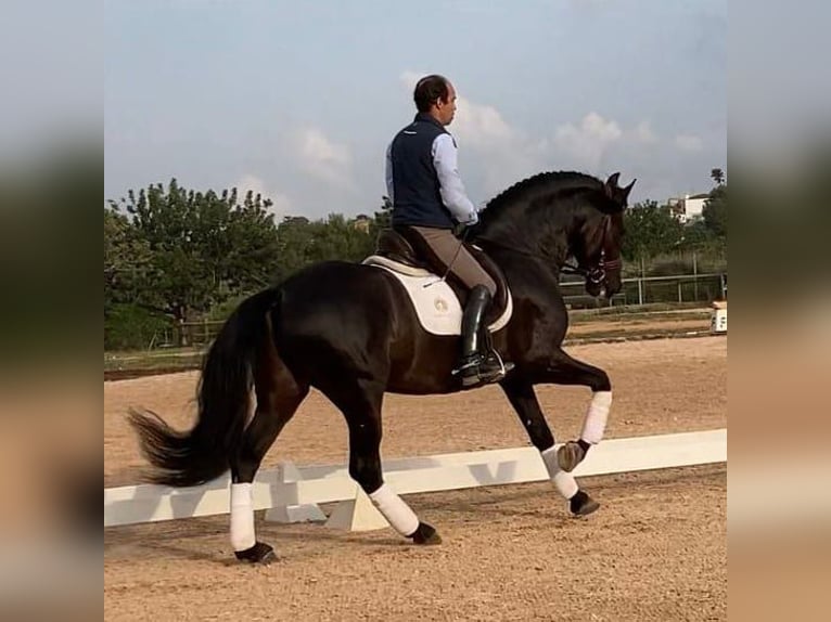 PRE Mestizo Caballo castrado 9 años 165 cm Negro in Norton