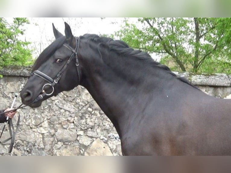 PRE Mestizo Caballo castrado 9 años 165 cm Negro in Norton