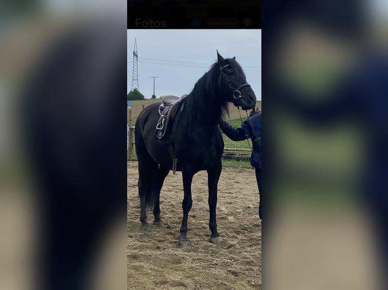 PRE Caballo castrado 9 años 165 cm Negro in Jettingen-Scheppach