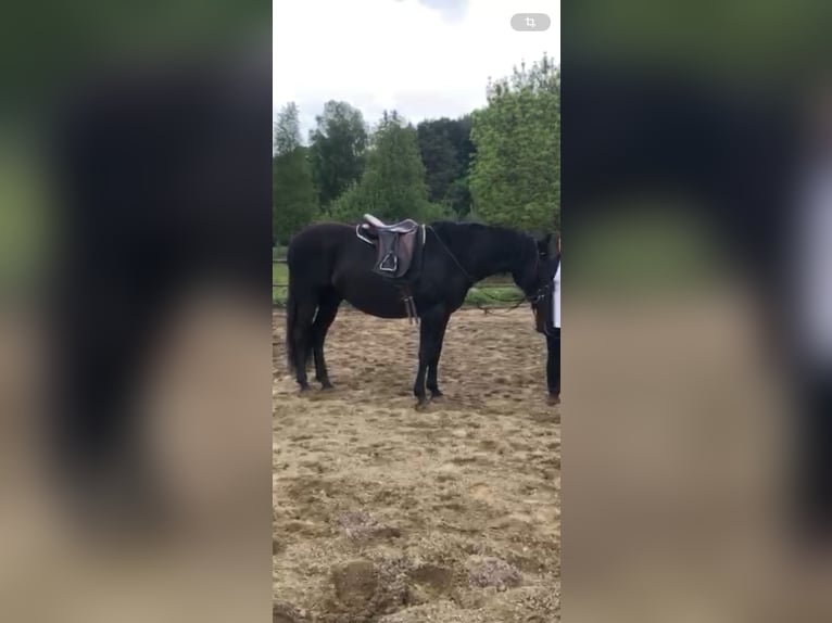 PRE Caballo castrado 9 años 165 cm Negro in Jettingen-Scheppach