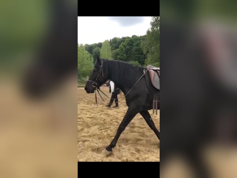 PRE Caballo castrado 9 años 165 cm Negro in Jettingen-Scheppach